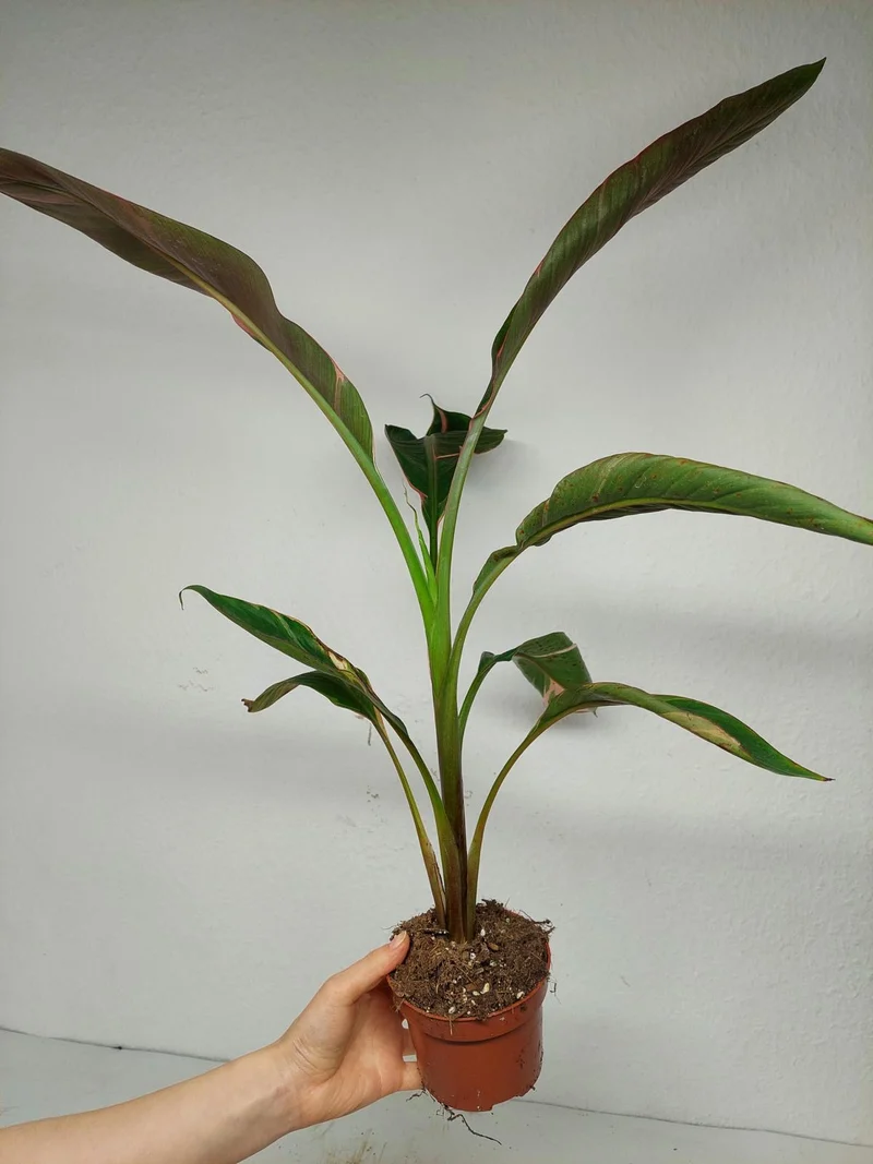 Musa Nono Pink Variegata