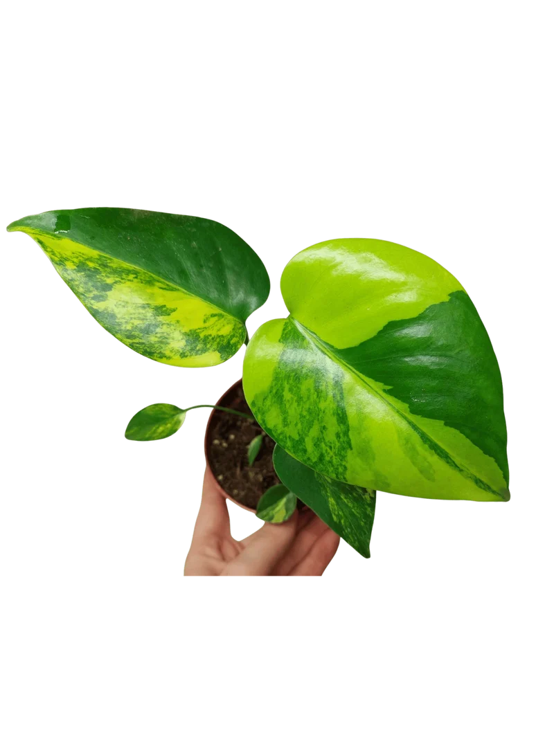Monstera Aurea Yellow Marilyn