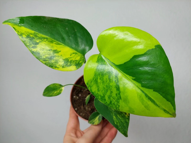 Monstera Aurea Yellow Marilyn