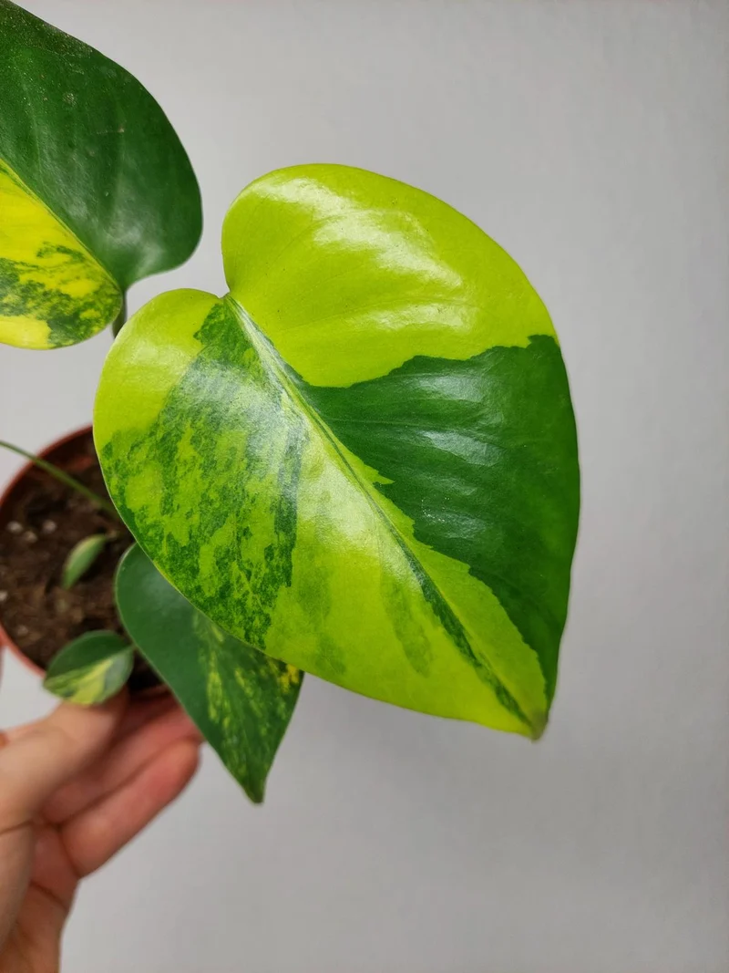 Monstera Aurea Yellow Marilyn