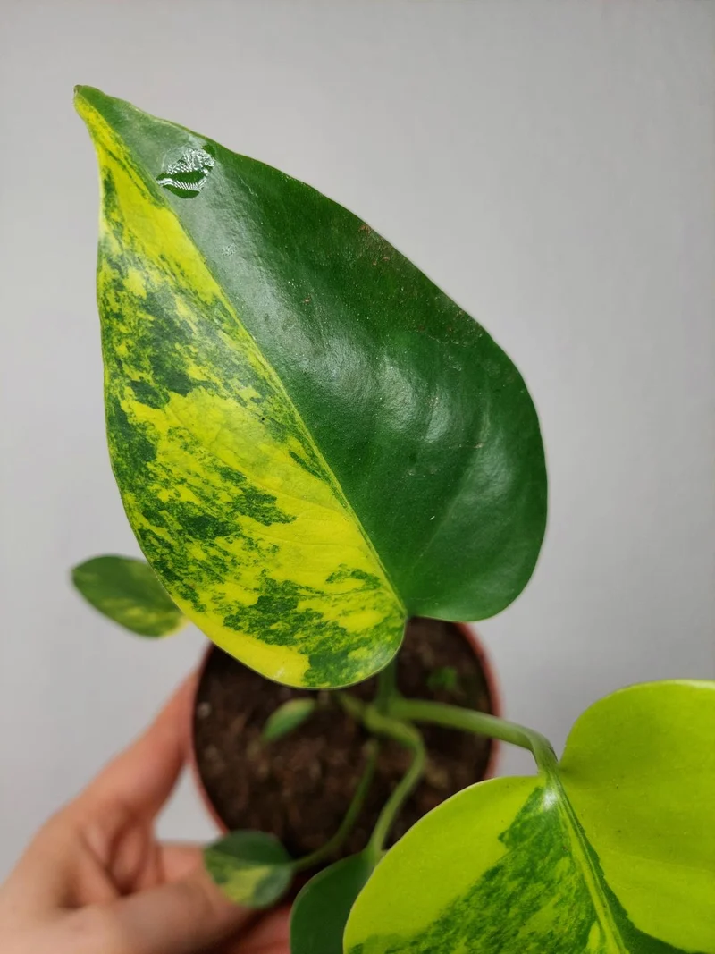 Monstera Aurea Yellow Marilyn