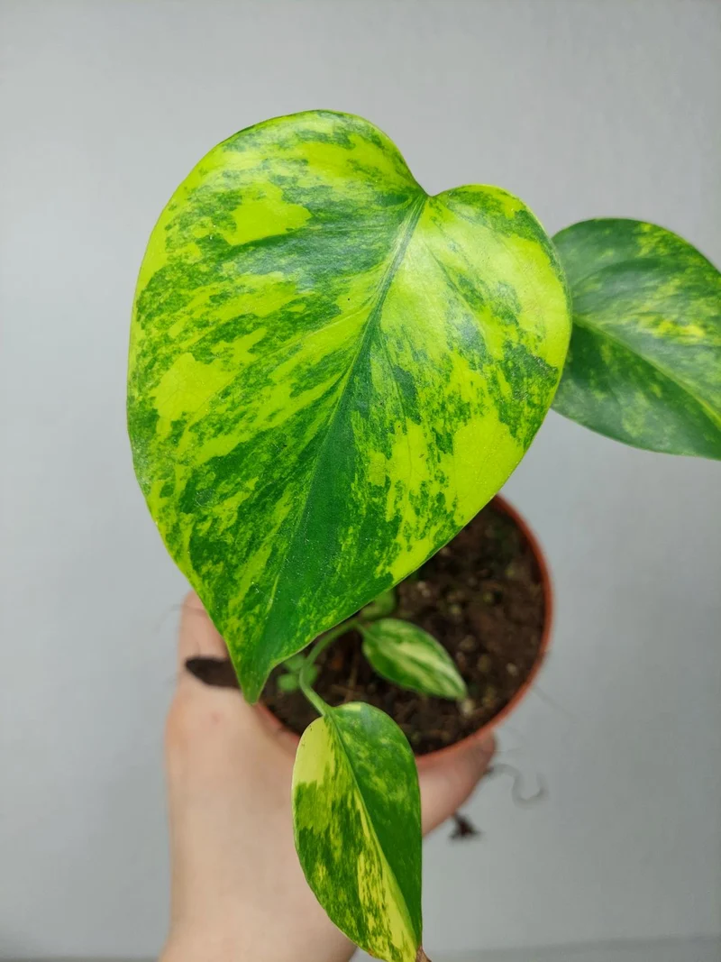 Monstera Aurea Yellow Marilyn