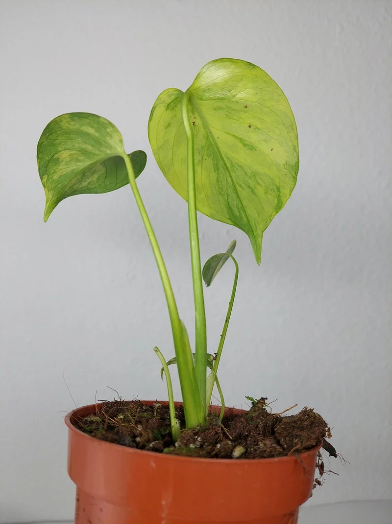 Monstera Aurea Yellow Marilyn