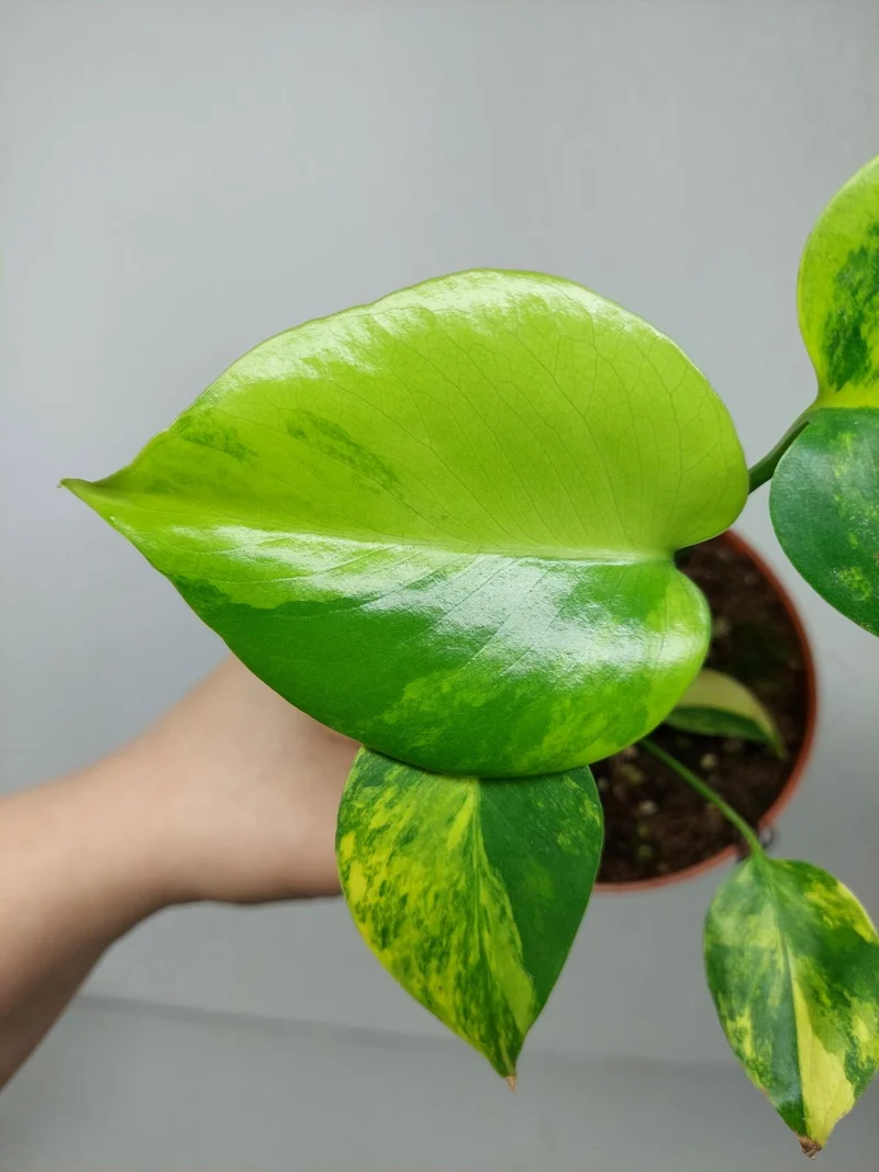 Monstera Aurea Yellow Marilyn