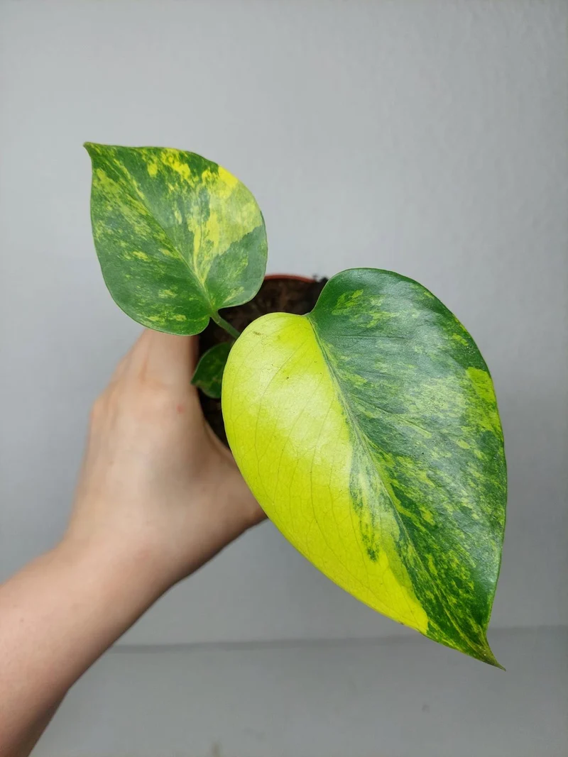 Monstera Aurea Yellow Marilyn