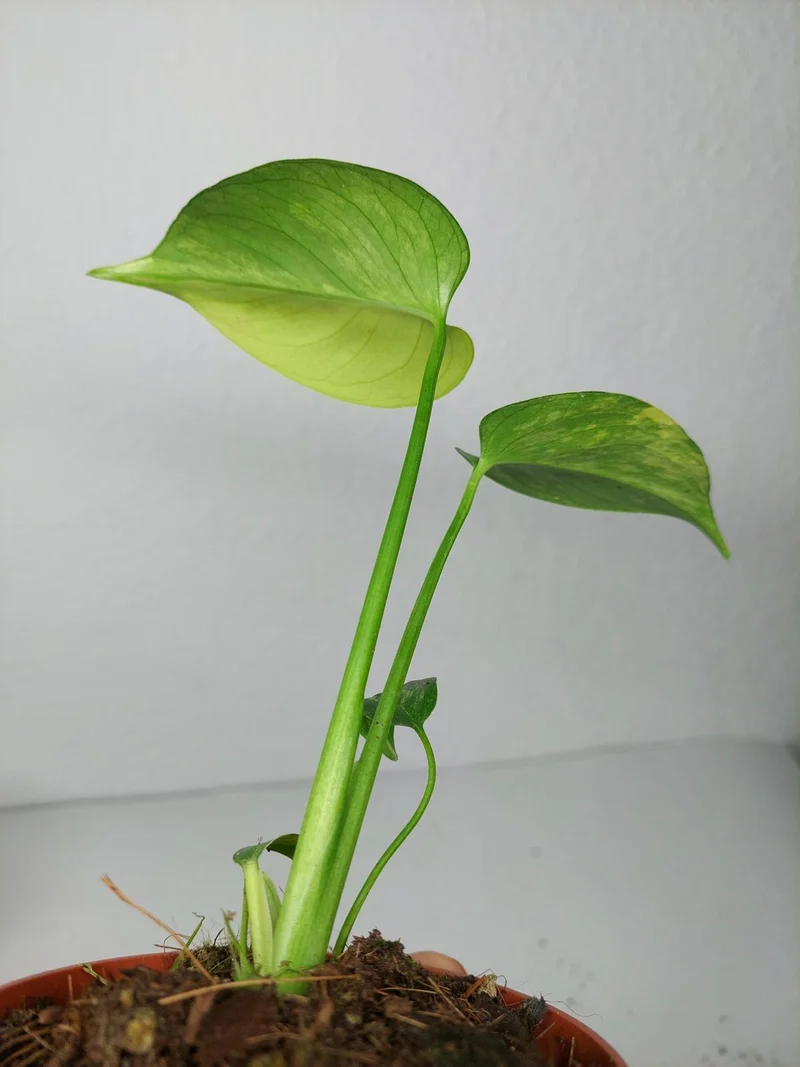 Monstera Aurea Yellow Marilyn