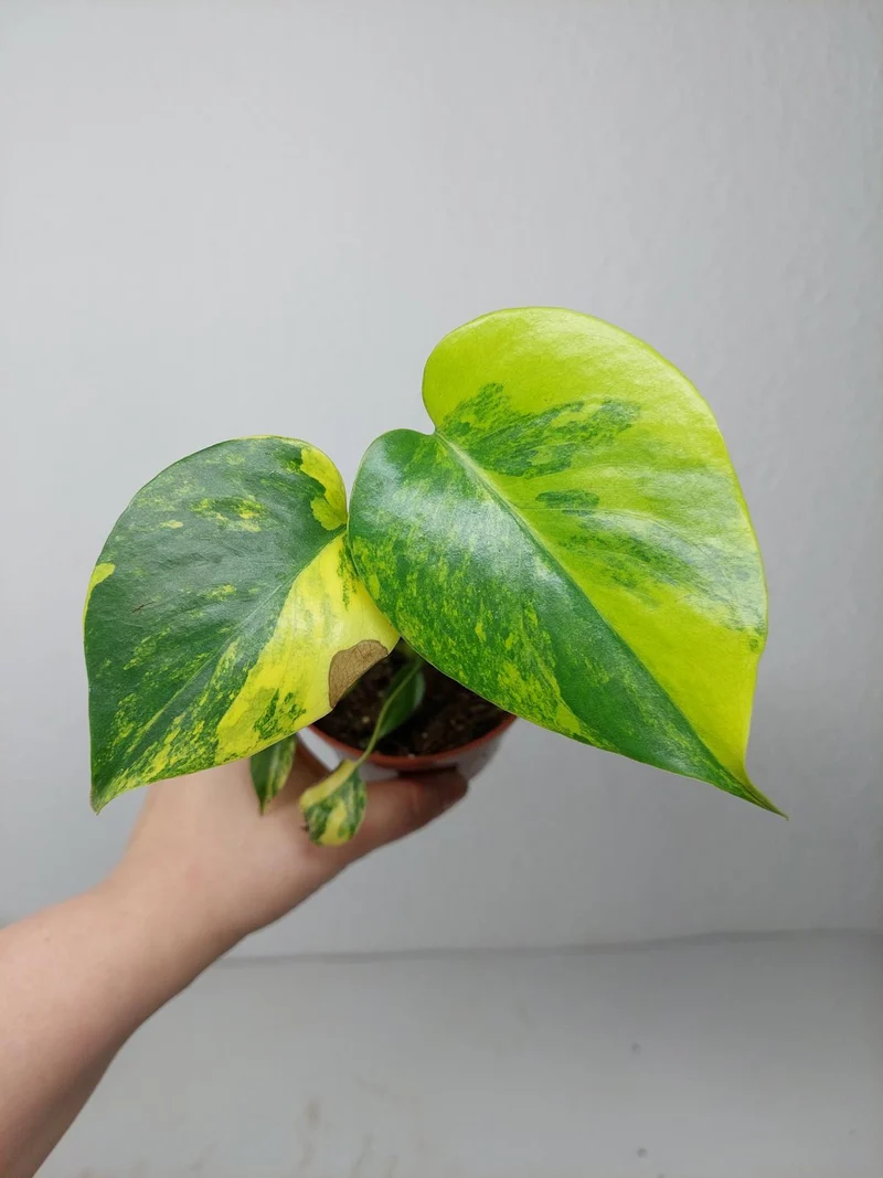 Monstera Aurea Yellow Marilyn