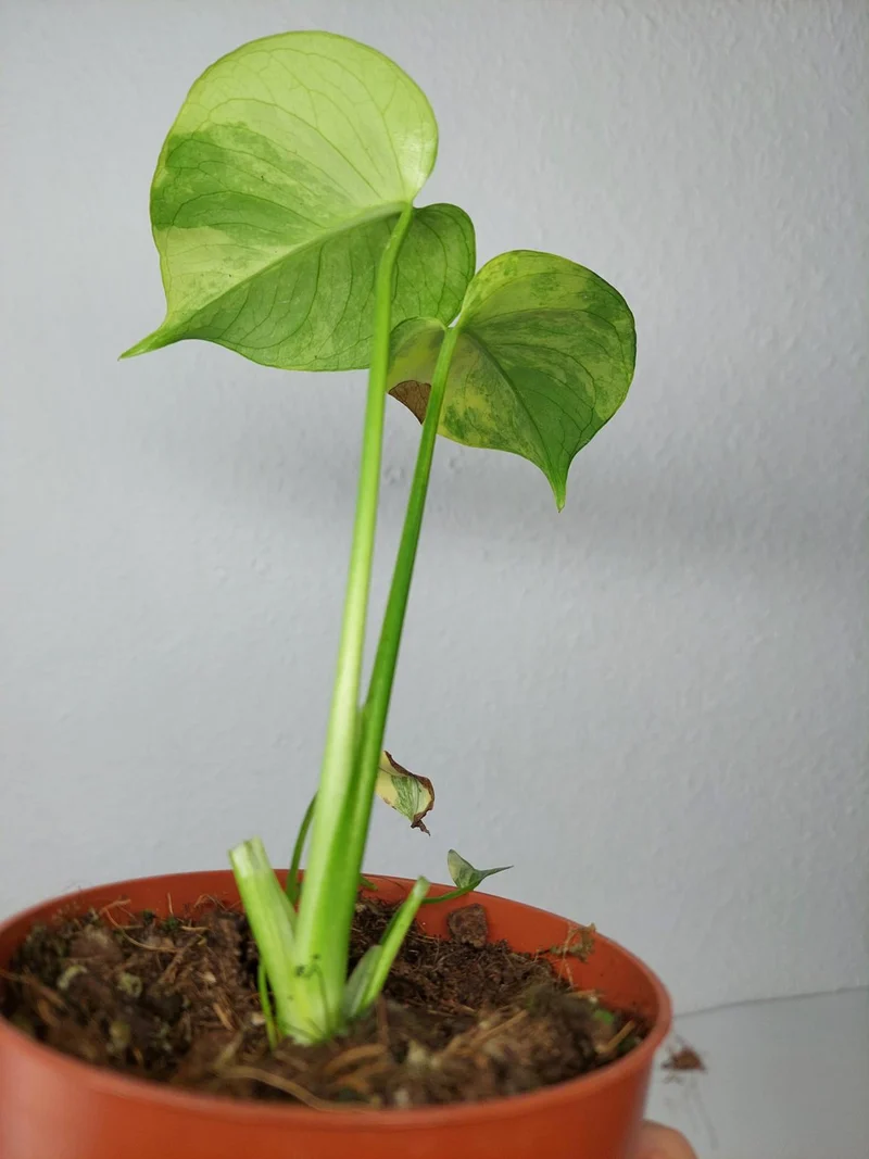 Monstera Aurea Yellow Marilyn