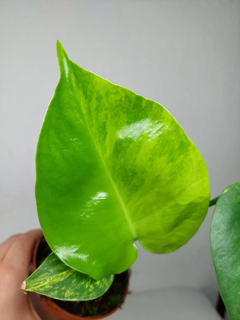 Monstera Aurea Yellow Marilyn