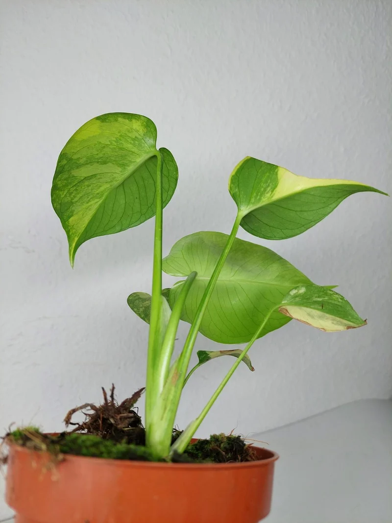 Monstera Aurea Yellow Marilyn