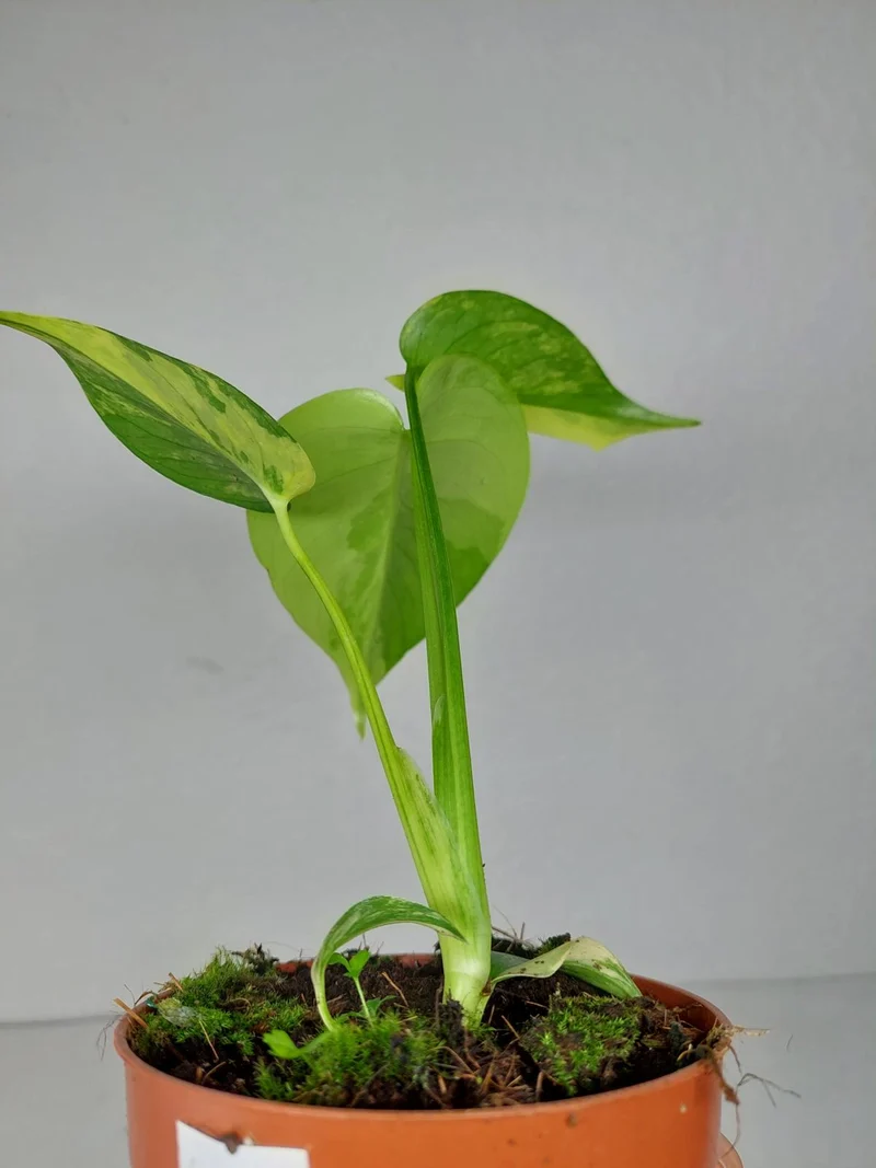 Monstera Aurea Yellow Marilyn