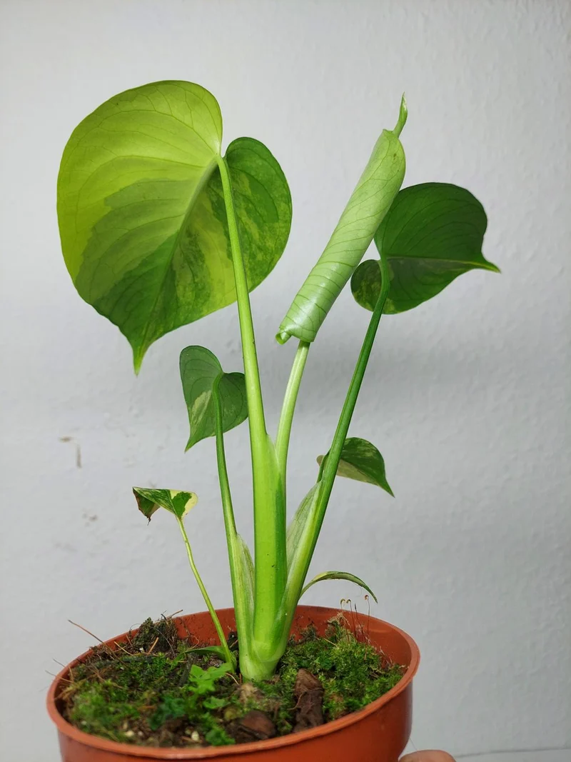 Monstera Aurea Yellow Marilyn