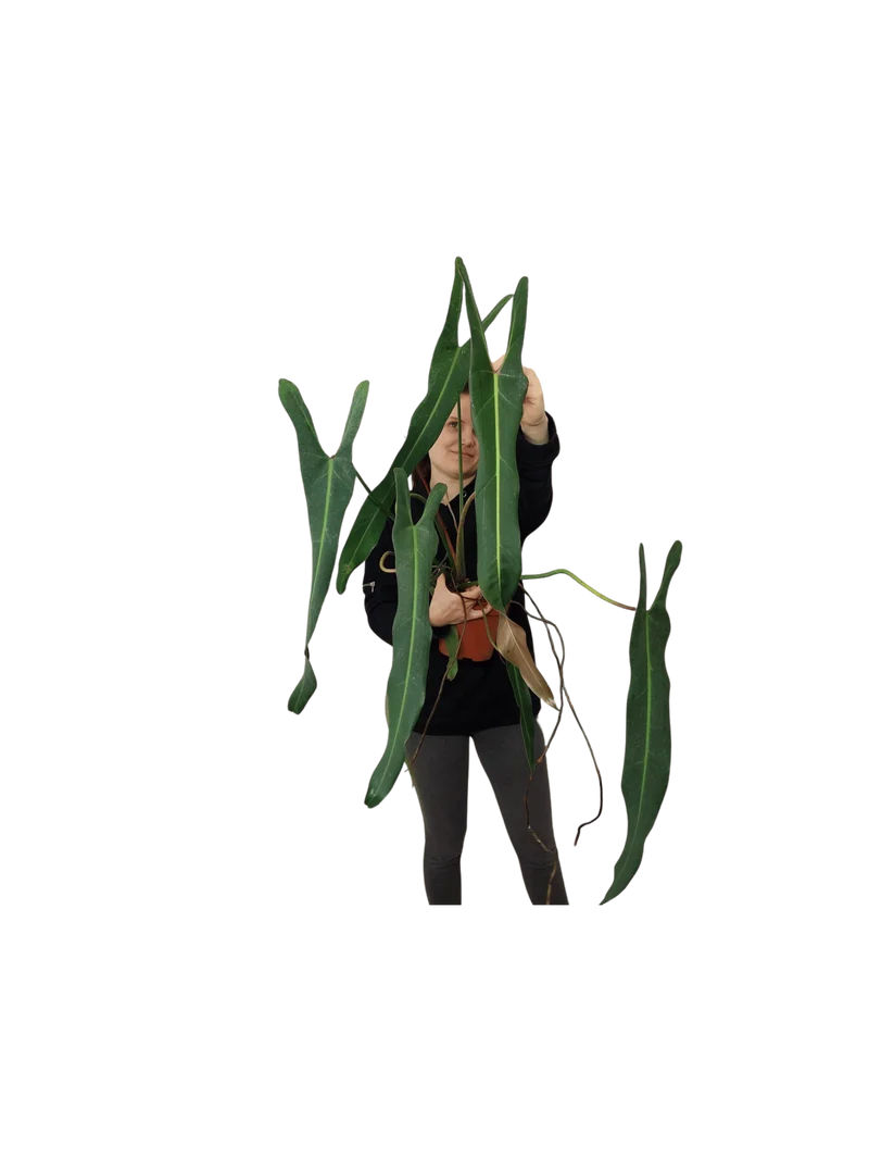 Philodendron Spiritus Sancti Adult