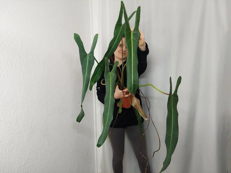 Philodendron Spiritus Sancti Adult