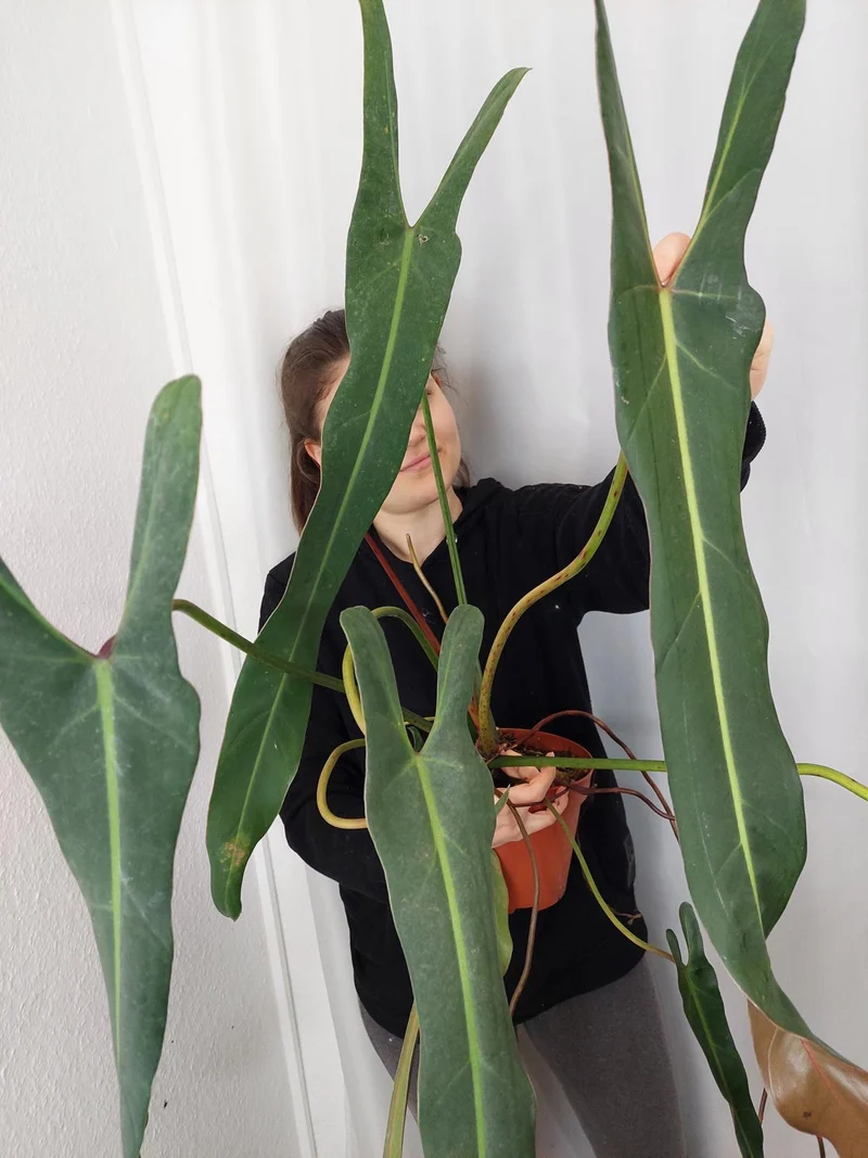Philodendron Spiritus Sancti Adult