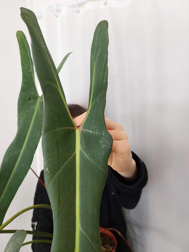 Philodendron Spiritus Sancti Adult