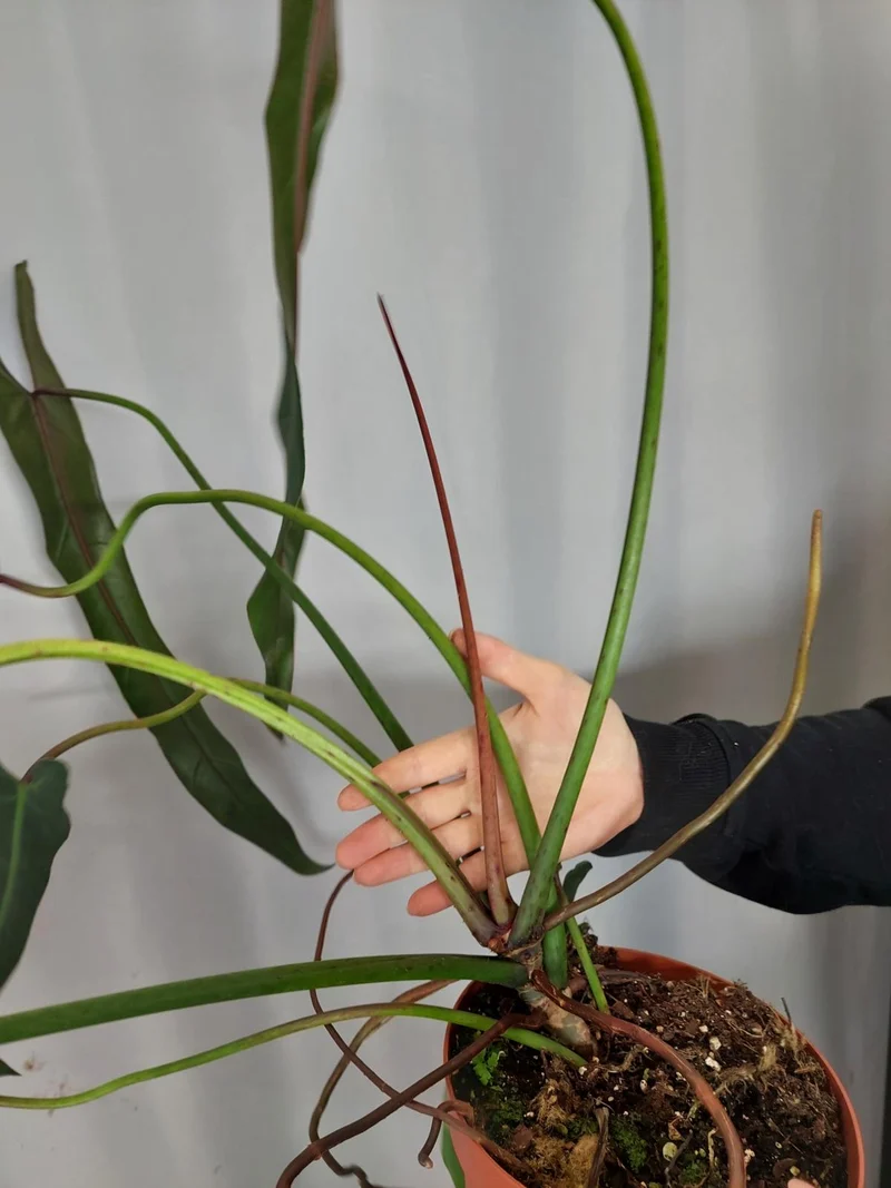 Philodendron Spiritus Sancti Adult