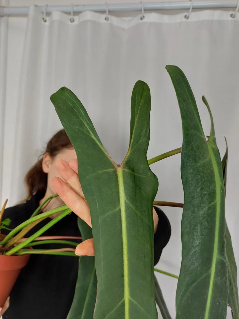 Philodendron Spiritus Sancti Adult