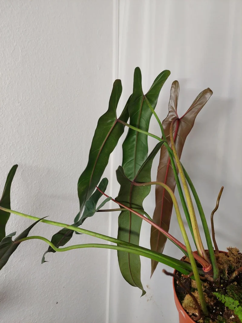 Philodendron Spiritus Sancti Adult