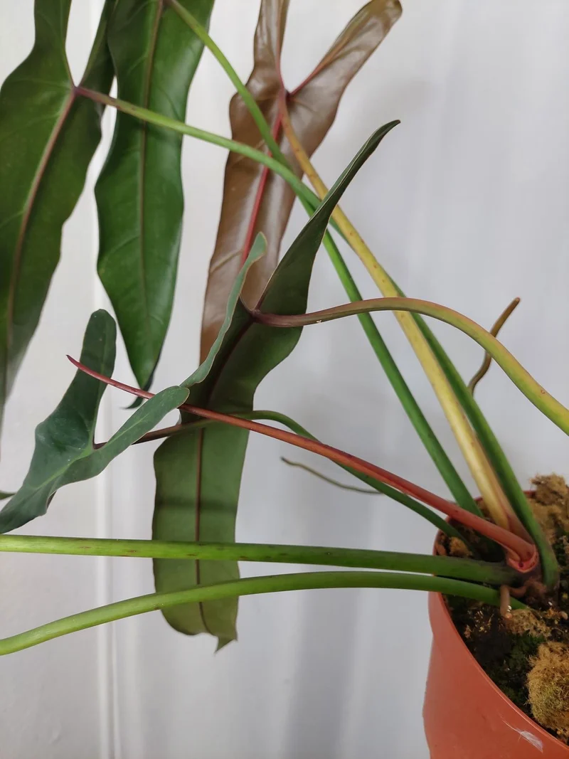 Philodendron Spiritus Sancti Adult