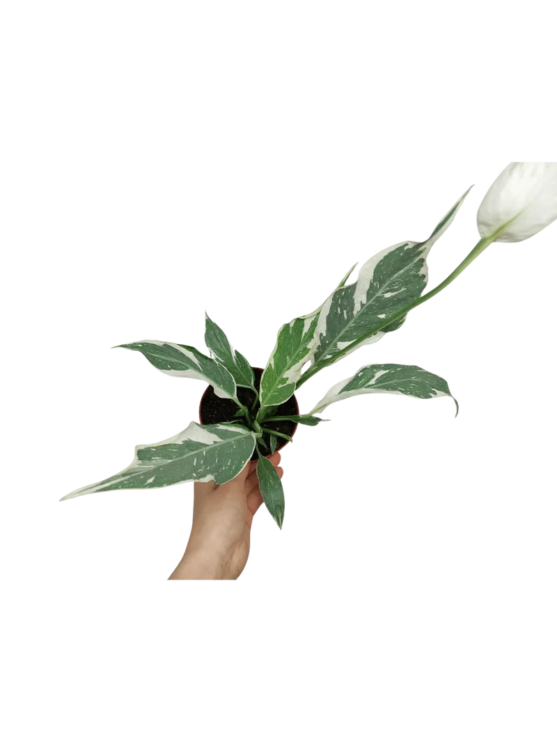 Spathiphyllum Diamond Silver Mutation