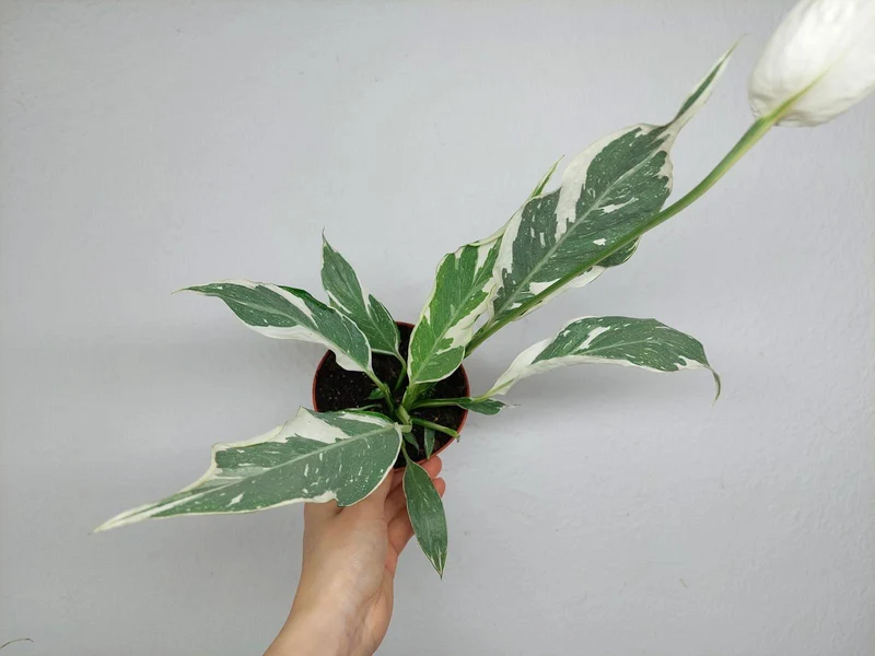 Spathiphyllum Diamond Silver Mutation