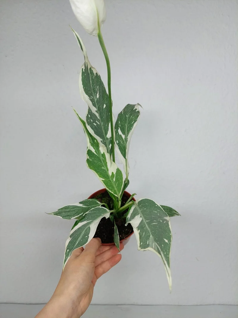 Spathiphyllum Diamond Silver Mutation
