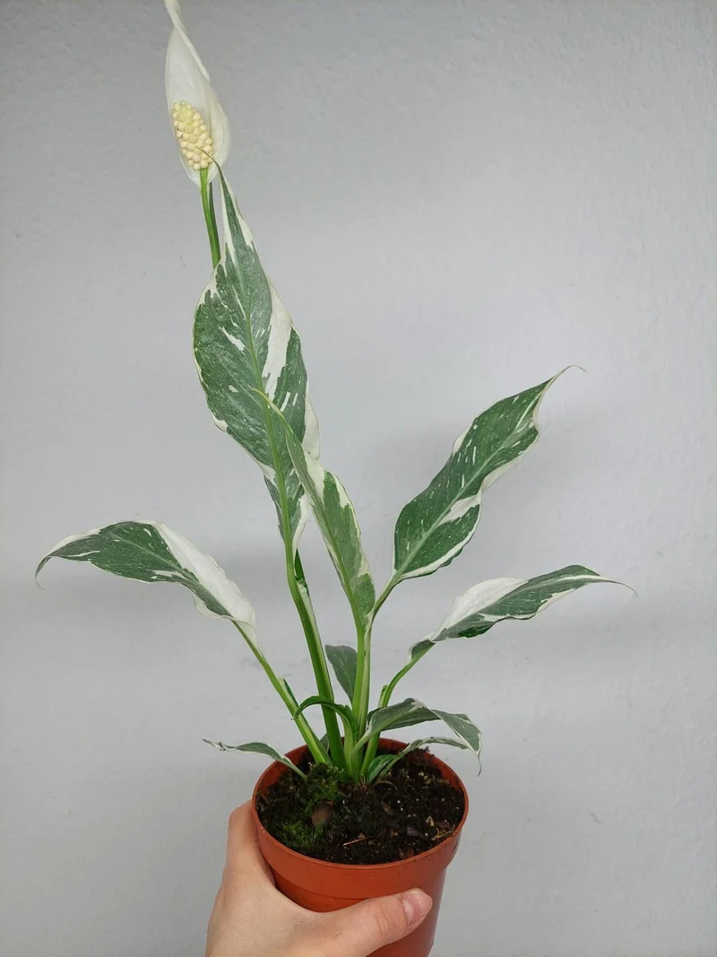 Spathiphyllum Diamond Silver Mutation