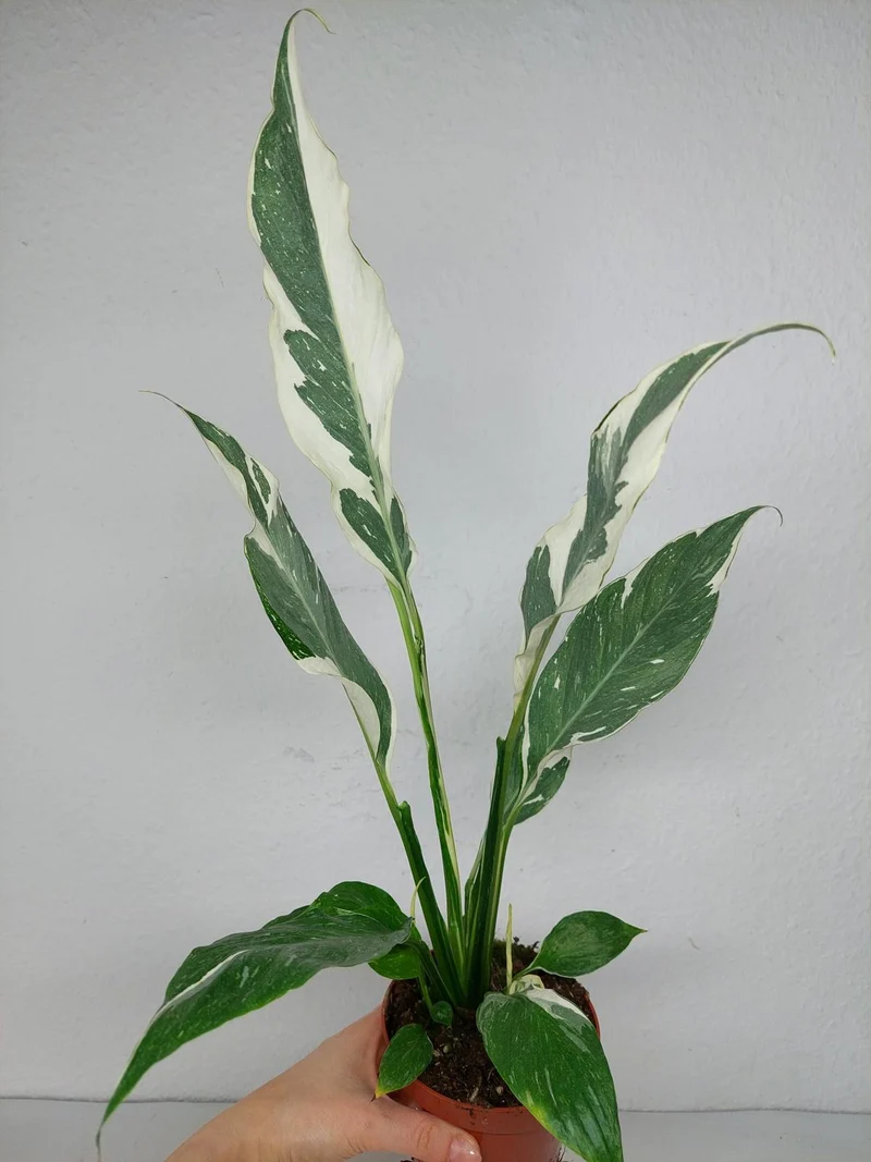 Spathiphyllum Diamond Silver Mutation