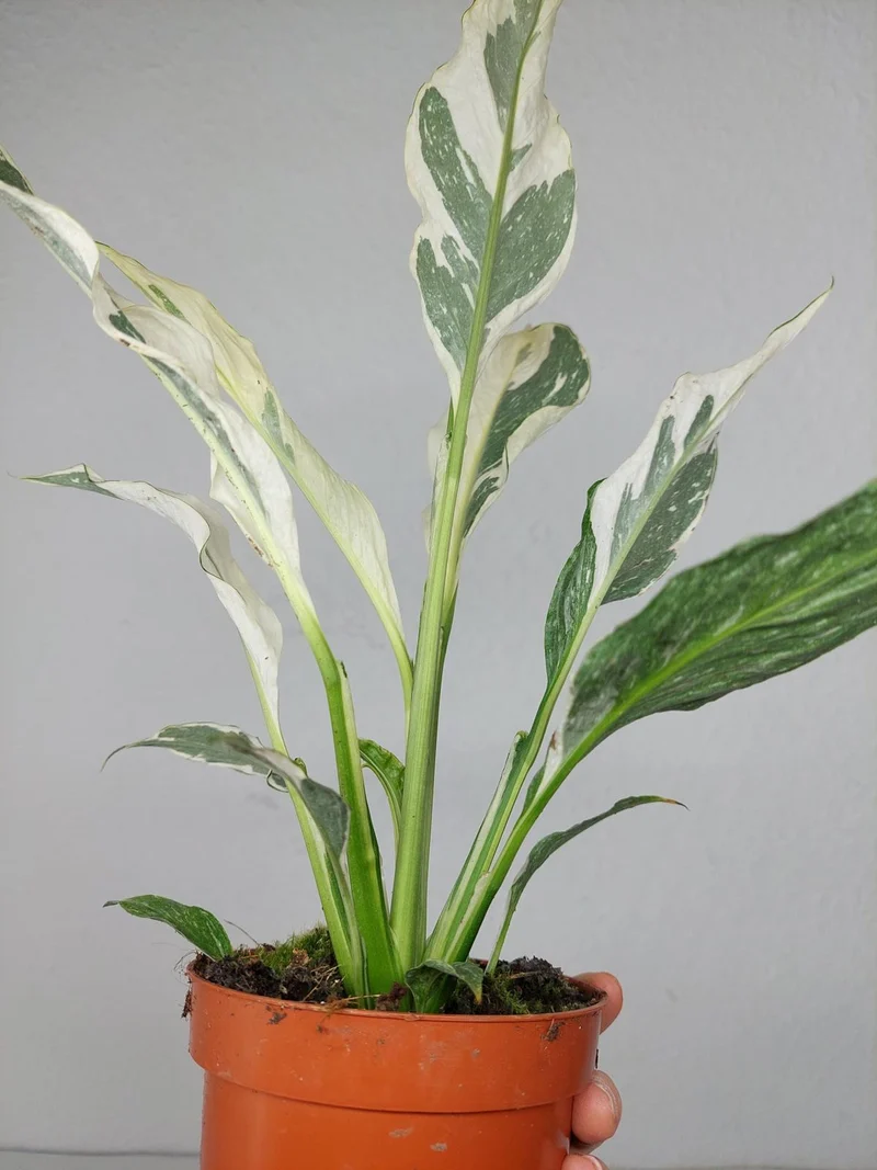Spathiphyllum Diamond Silver Mutation