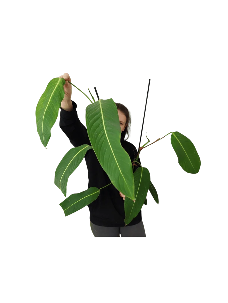 Philodendron Heterocraspedon