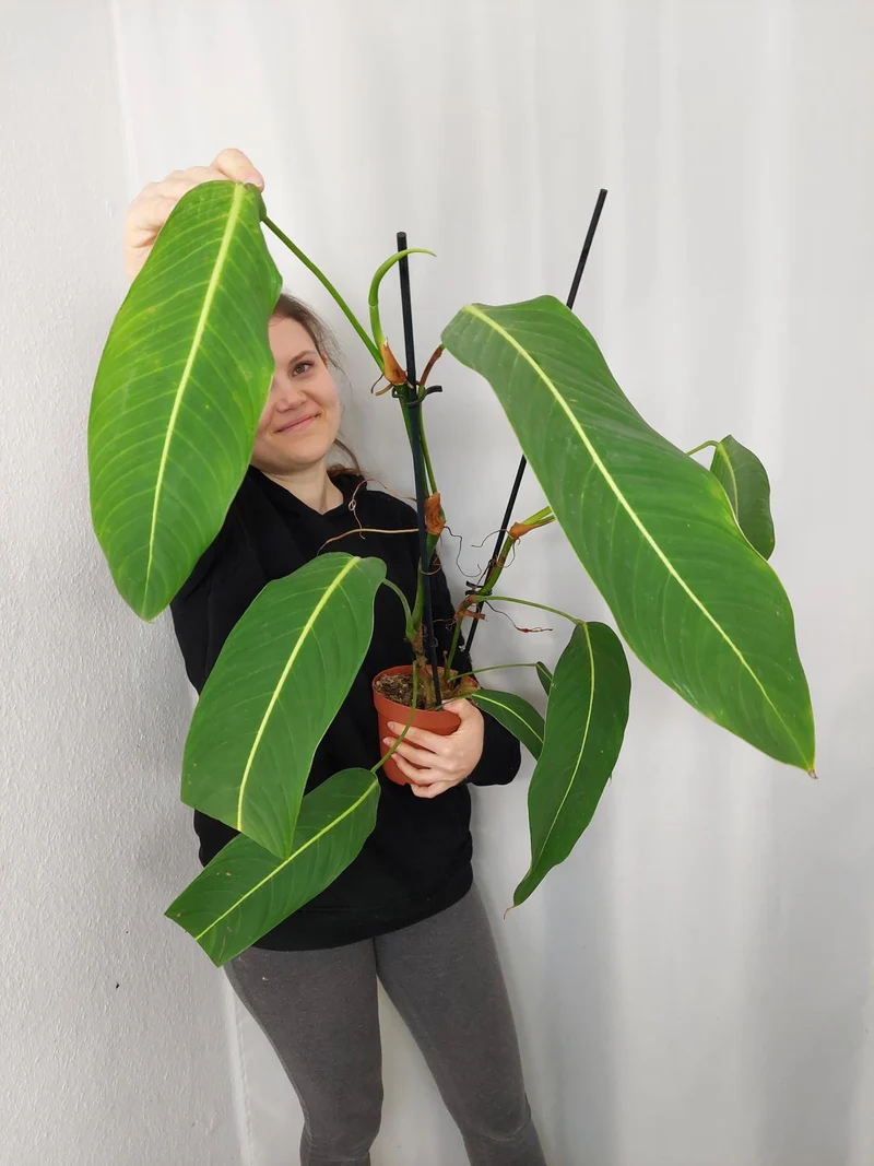 Philodendron Heterocraspedon