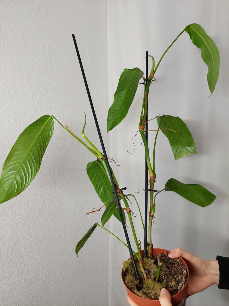 Philodendron Heterocraspedon