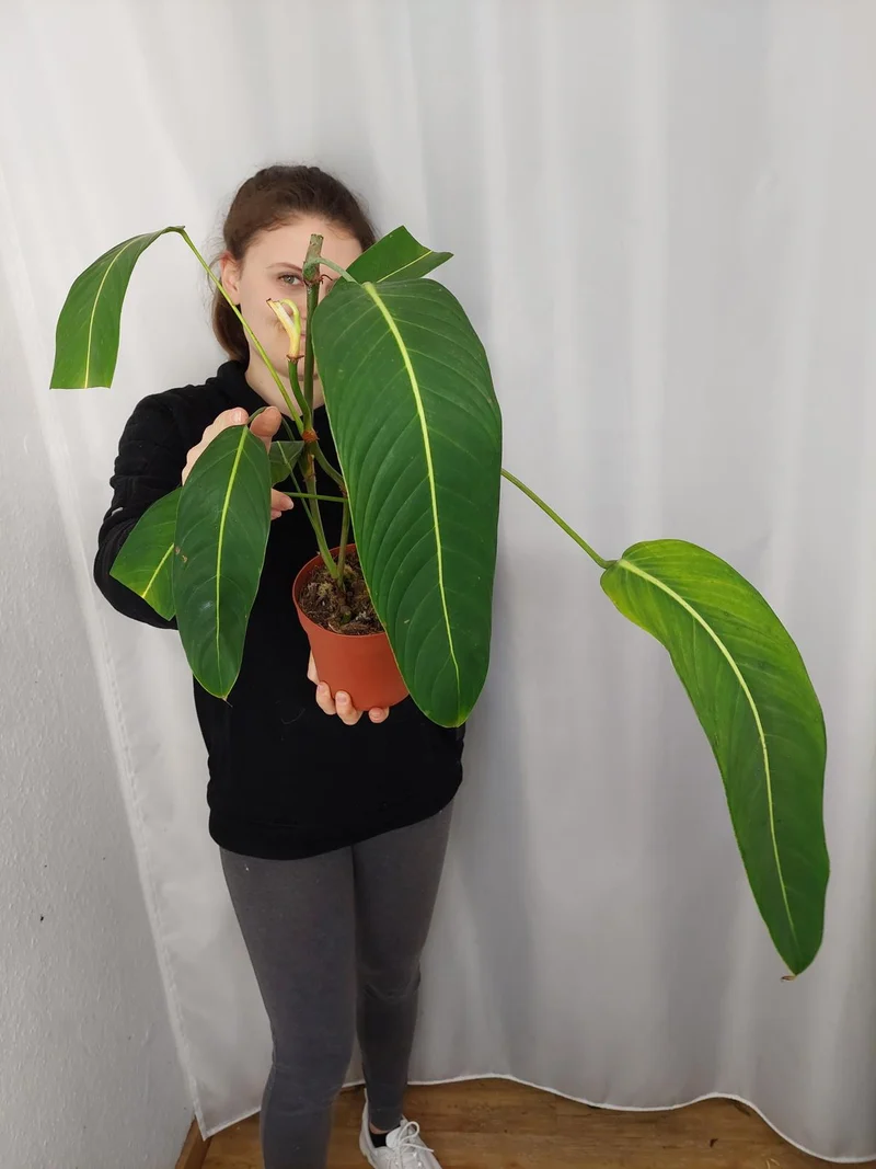 Philodendron Heterocraspedon
