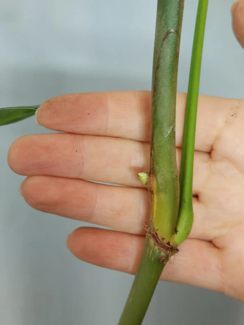 Philodendron Heterocraspedon