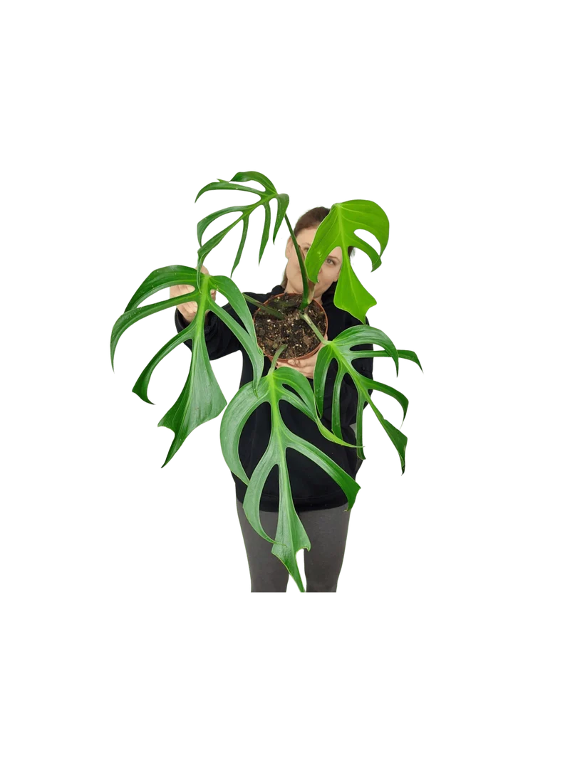Monstera Burle Marx Flame Adult