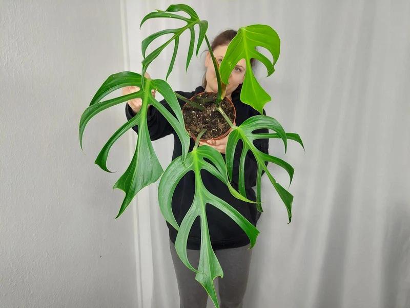 Monstera Burle Marx Flame Adult