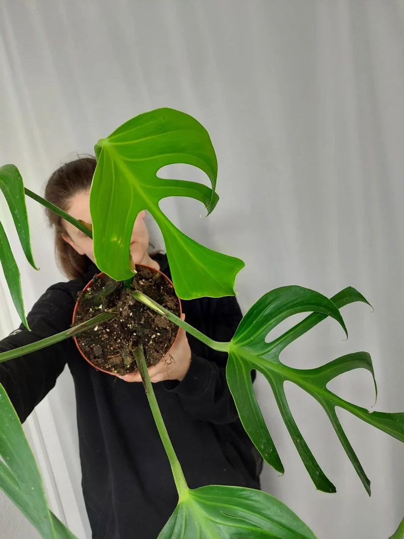 Monstera Burle Marx Flame Adult