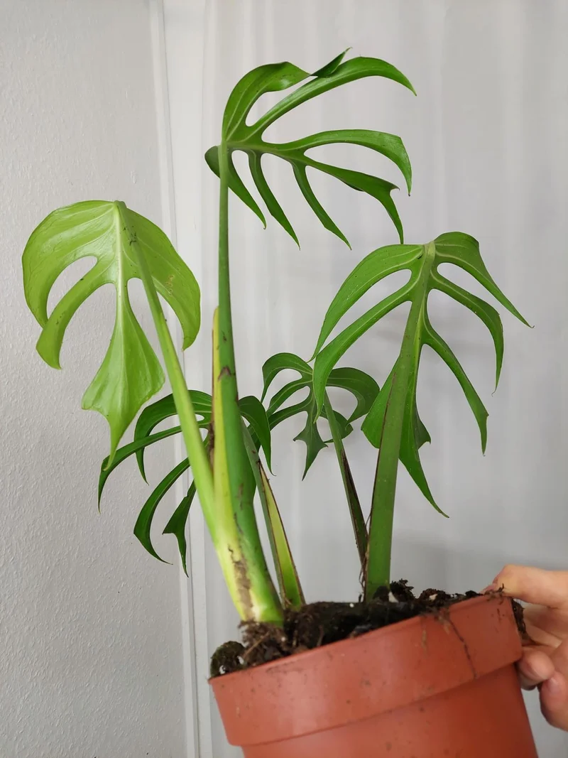 Monstera Burle Marx Flame Adult