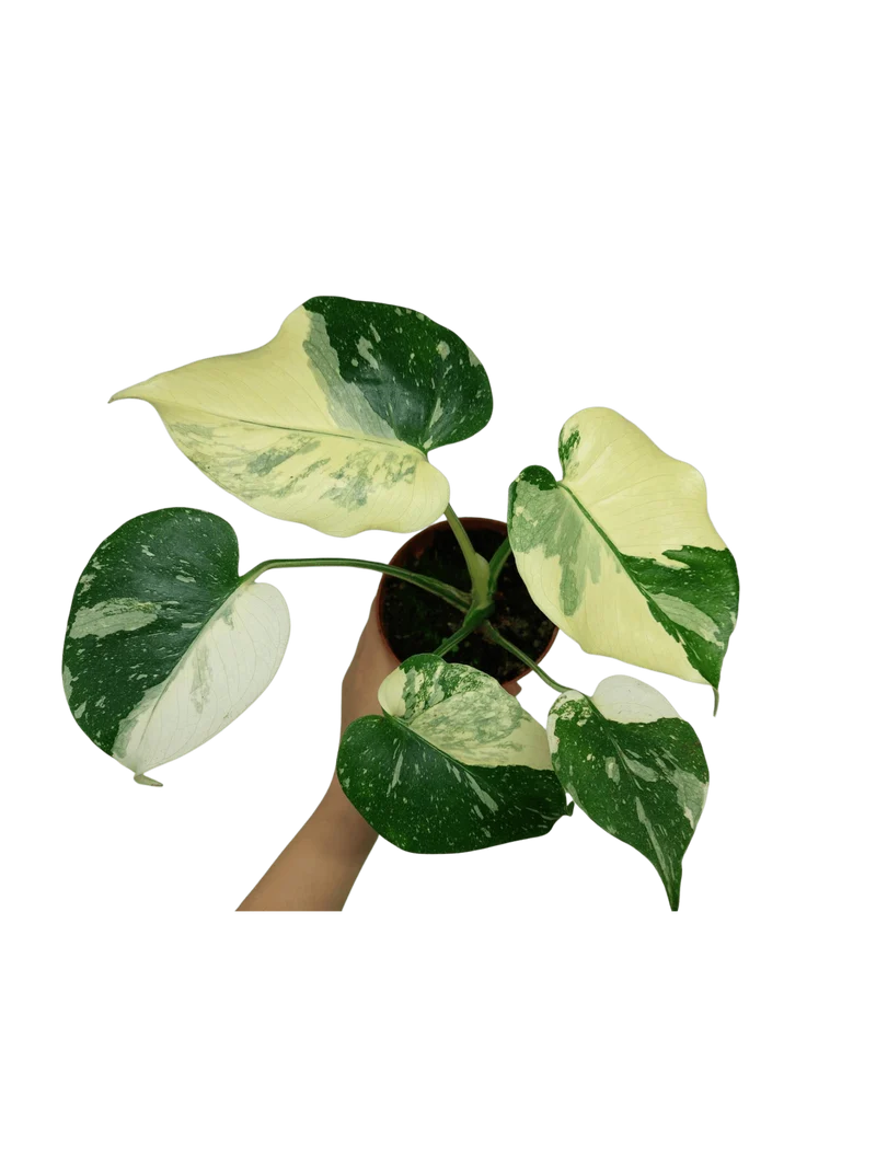 Monstera Thai Constellation viel Panaschierung