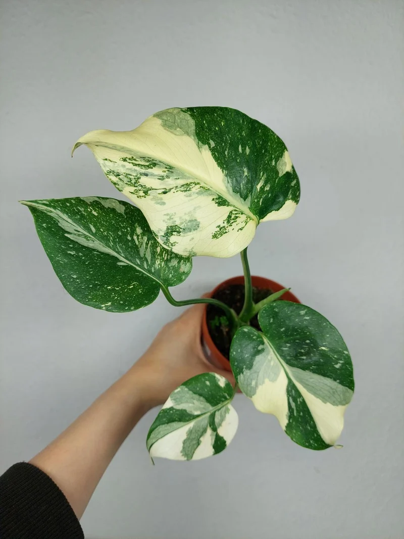Monstera Thai Constellation viel Panaschierung