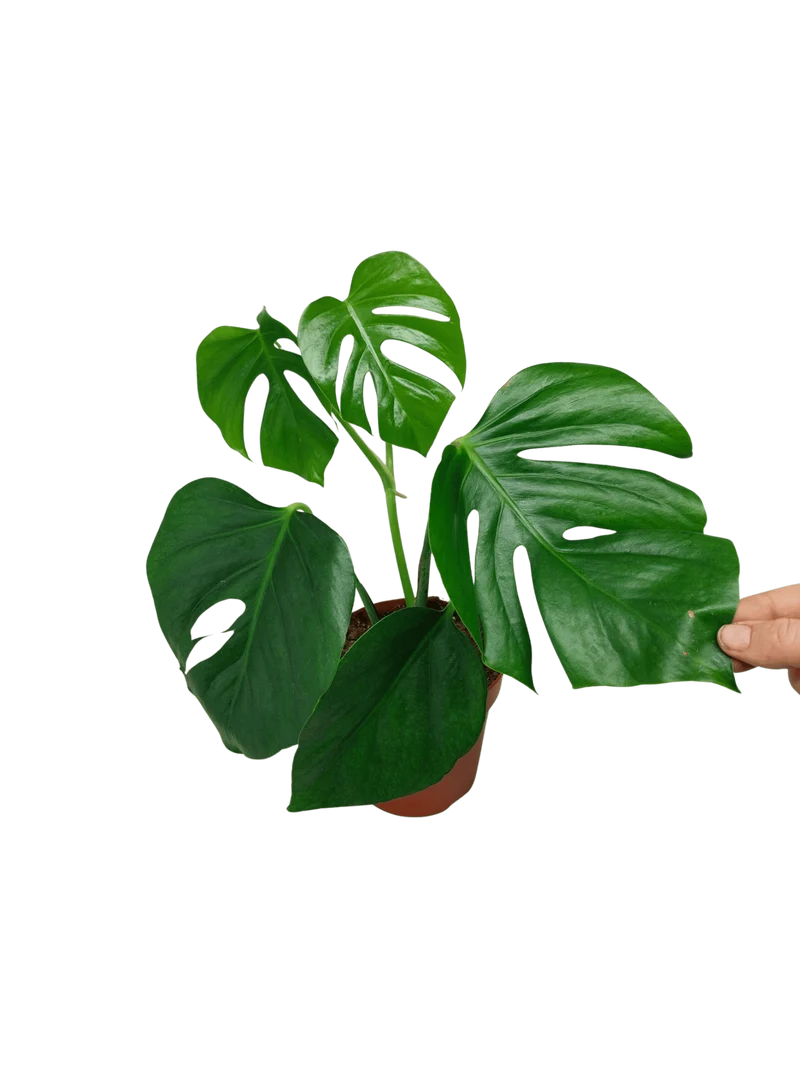 Monstera Sierrana Mexican Form