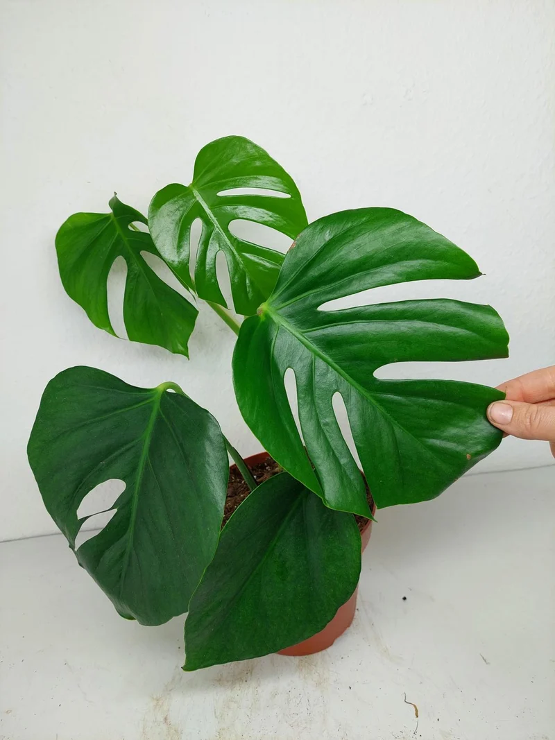 Monstera Sierrana Mexican Form