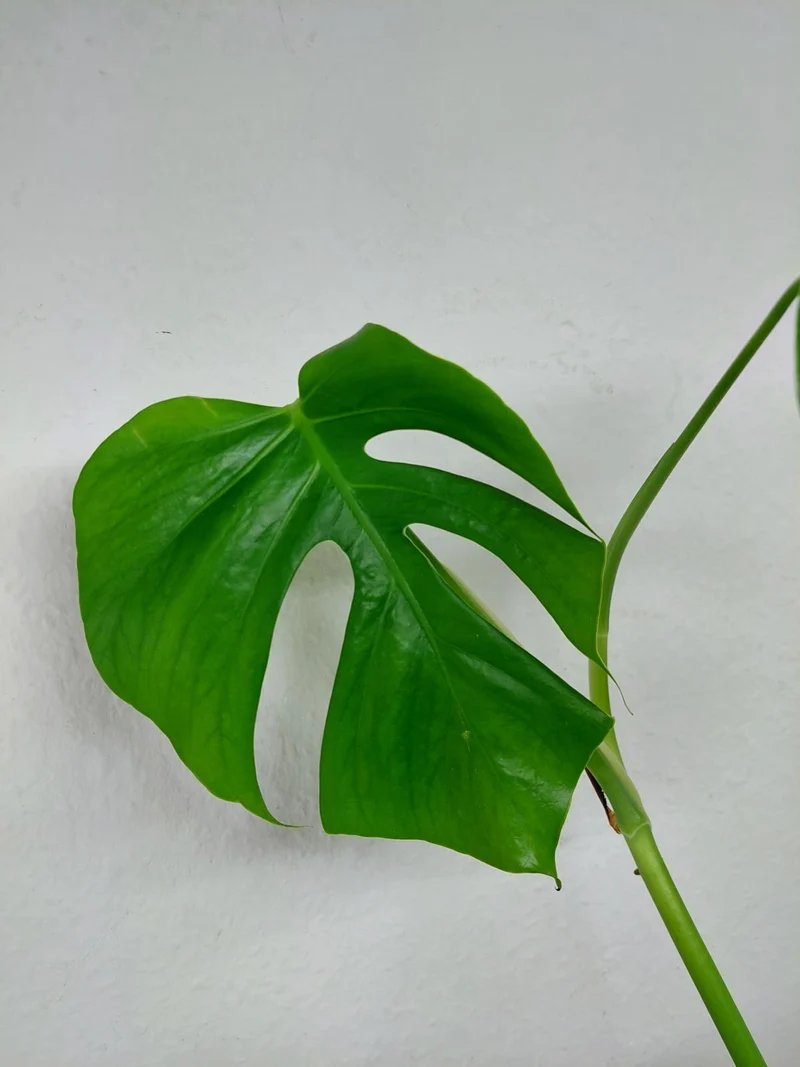 Monstera Sierrana Mexican Form