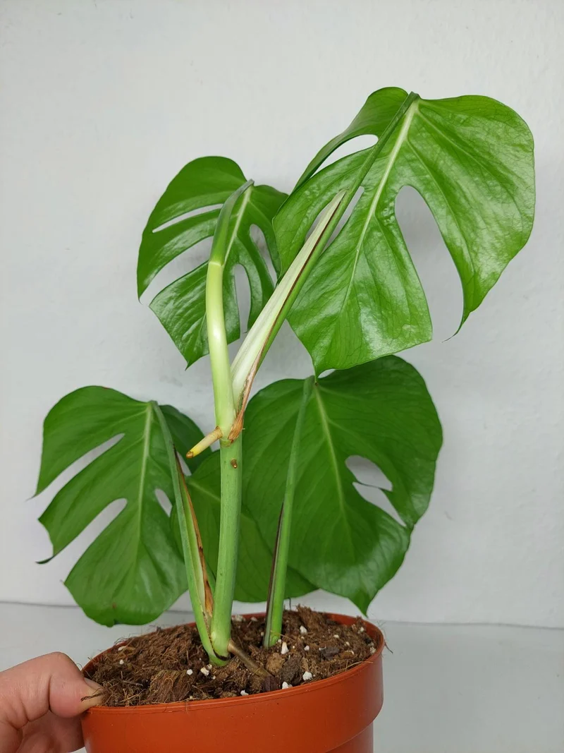 Monstera Sierrana Mexican Form