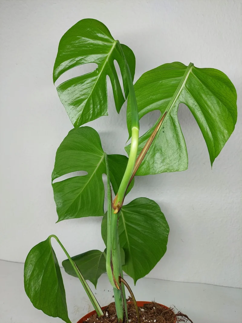Monstera Sierrana Mexican Form
