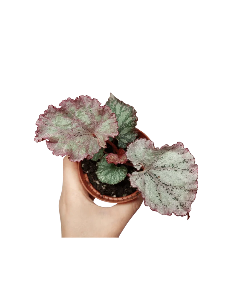 Begonia Pink Panther