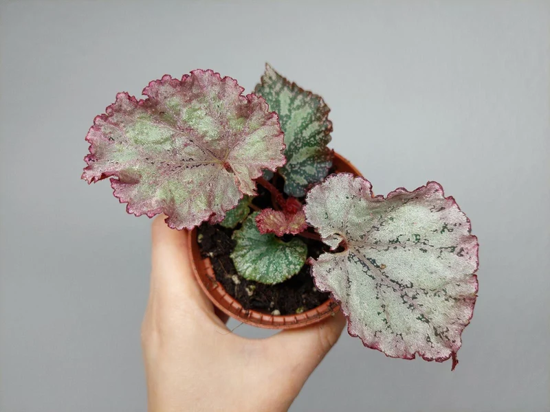 Begonia Pink Panther