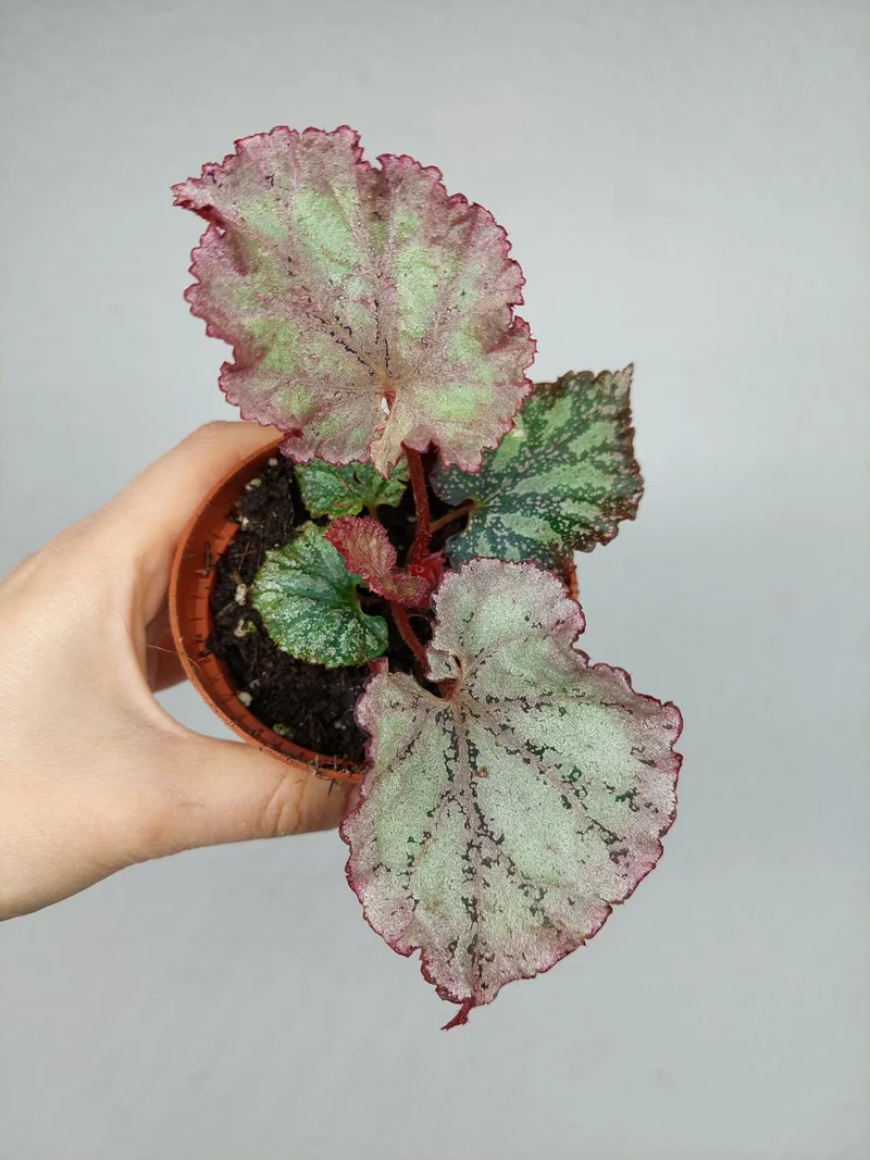 Begonia Pink Panther