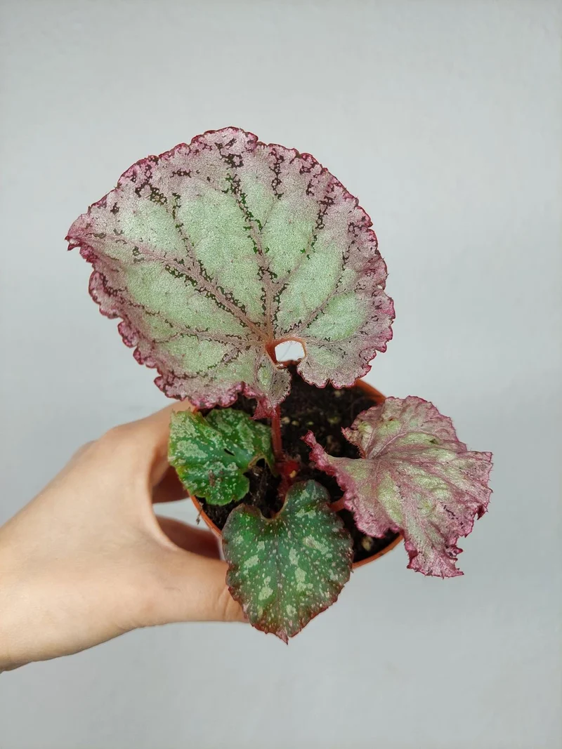 Begonia Pink Panther